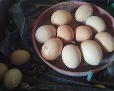 Brama yumurtaları