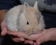 Karlik dovşanlar satılır