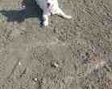 White welsh corgi Terrier