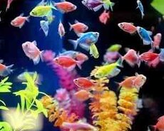 Akvarium balıqları