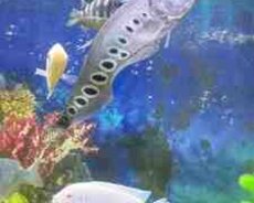 Pindani balığı
