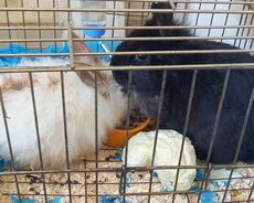 2 karlik dovşan (erkək və dişi) satılır. (Memar Əcəmi m/st)