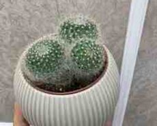 Dekorativ kaktus