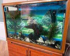 Akvarium və balıqlar