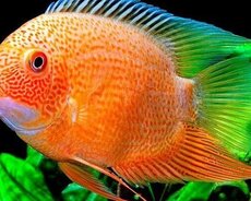 Severum balıqi