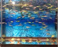 Akvarium balıq