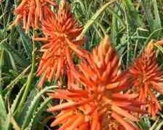 Aloe