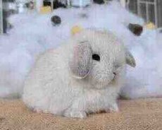 Holland Lops dovşanı