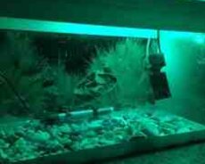 Akvarium