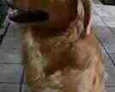 Golden Retriver itib