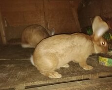 Burgund cinsi təmiz qan dovşanlar və rizen - burgund qarışıg