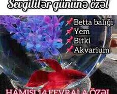 Akvarium və Betta balığı