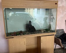 Akvarium Yaxşı vəziyyətdədir