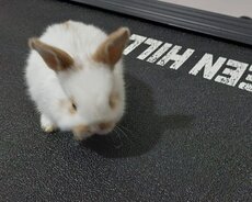 Karnik holland cins dovan