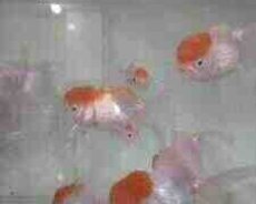 Qırmızı papaq balıqları