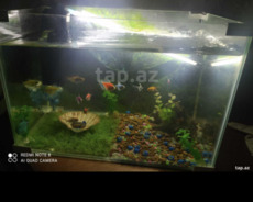 Akvarıum və balıqlar