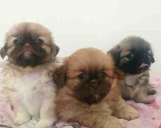 Pekines balaları