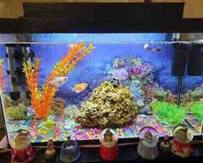 Akvarium və balıqlar