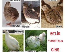 Bildirçin diri