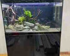 Agael Glosy akvariumu