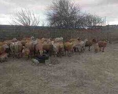 Beyləqan qoyunları