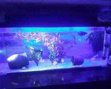 Akvarium və balıqlar