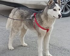 Haski (Layka) Satılır