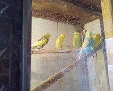 Bala tutuquşular, qəfəsler, karlik və yerli dovşan, qirqovul