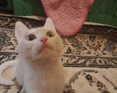 Turk anqorı