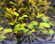 Anubias akvarium bitkiləri