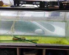 Akvarium