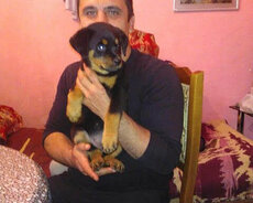 İtlerin telimi