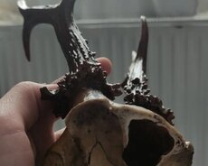 Ceyran buynuzu təbii