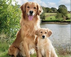 Golden Retriever