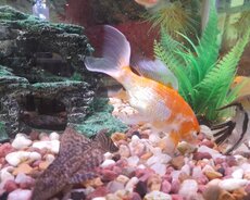 Akvarium Və Baliqlar