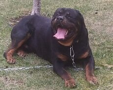 Erkək Rotveyler it