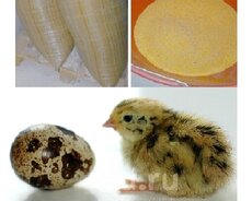 Bildirçin Cücə yemi