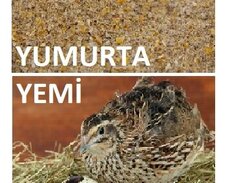 Bildirçin yumurta yemi