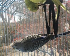 Papuqaylar tam sağlam