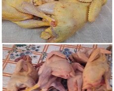 Kənd toyuğu əti