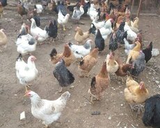 Toyuqlar damazlıq ailə