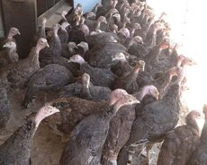 Hinduşka damazlıq ailə