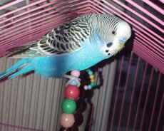 Bir Erkey papuqay, normal ölçülü qəfəs, bütün aksesuarlar - 35