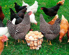 Quşlar üçün smes