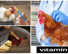 Quşlar üçün vitamin