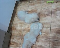Temiz Karalevskiy Pekines balasi