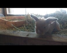 Karlik dovsan balalari