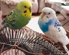 İki ədəd tutuquşu, qəfəslə birgə