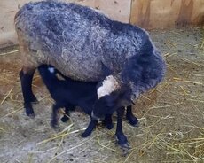 Romanov qoyunları damazlıq