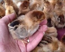 Bir günlük cücələr